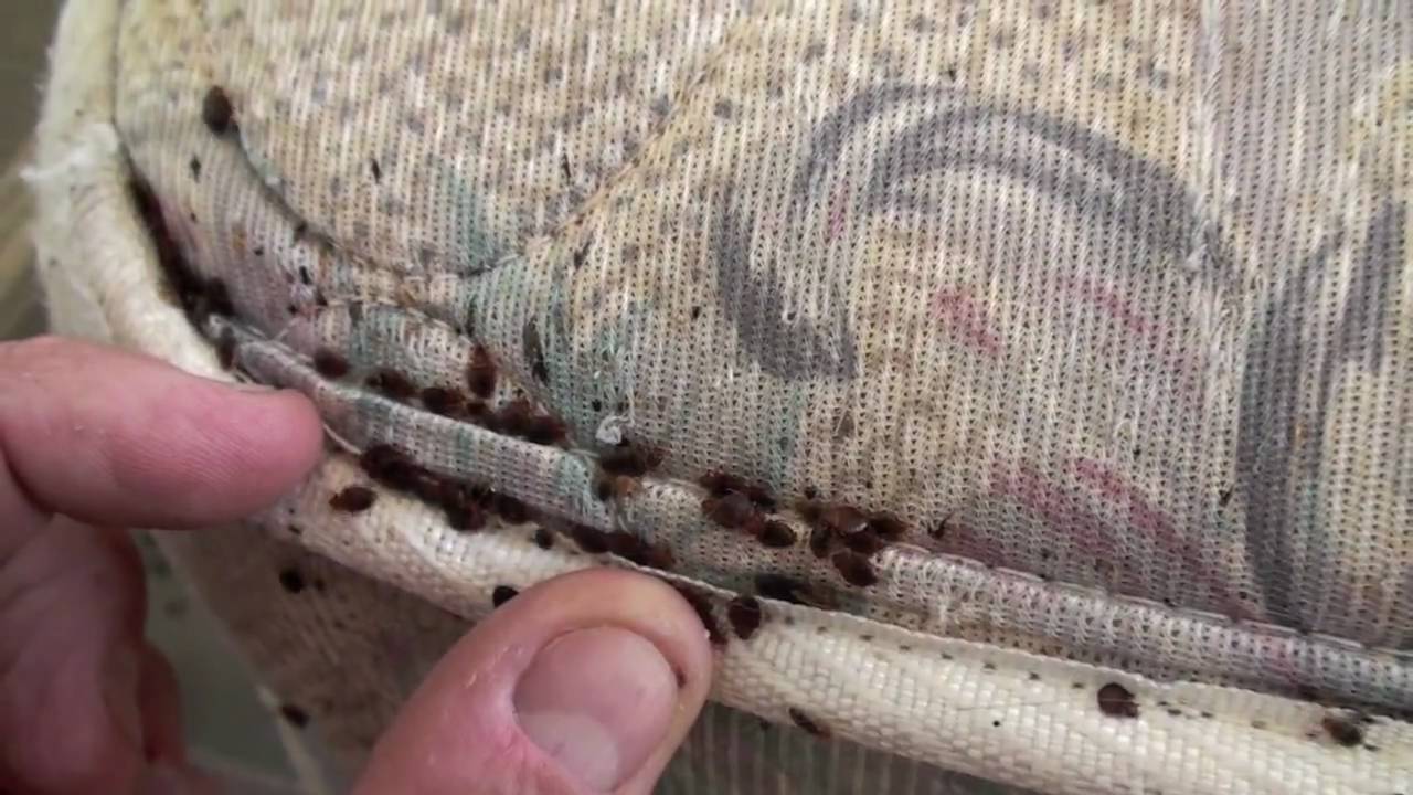 3 Signs Of Bed Bug Infestation You Should Look Out For