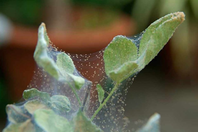 what causes spider mites on plants