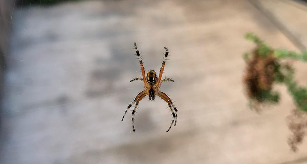 Spider Pest Control NYC