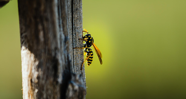 Wasp Removal NYC