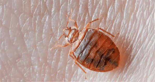 Bed Bugs Exterminator NYC