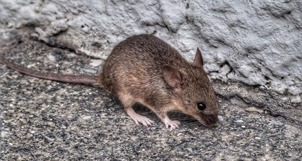 Mice Pest Control NYC